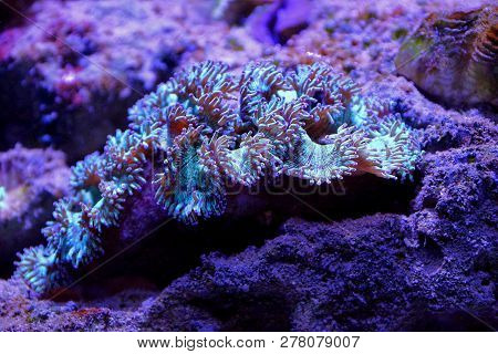 One Large Marine Mollusc Lies On The Bottom Of The Coral And Sand In The Clear Water Of The Aquarium