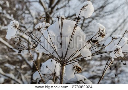 Winter Hogweed Covered With Snow Close-up. Dry Hogweed In Snow In Winter Forest