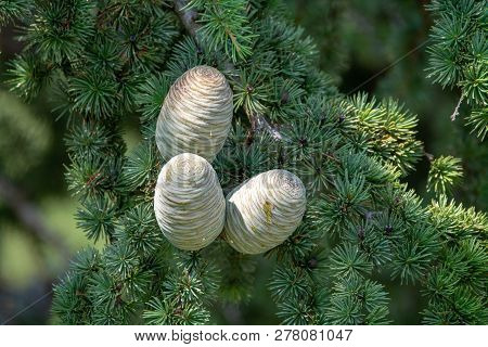 Himalayan Cedar Or Deodar Cedar Tree With Female Cones, Christmas Background Close Up
