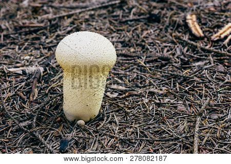 Young Gem-studded Puffball Mushroom In Pine Woodland