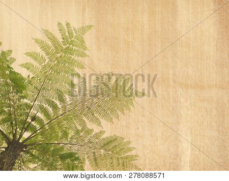 Cyathea on antique cracked paper texture