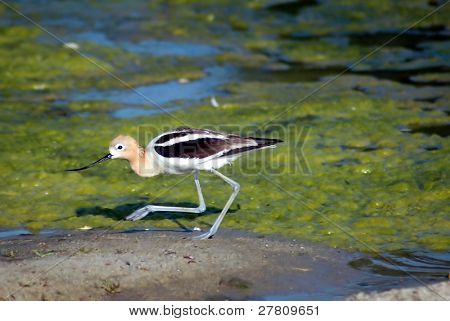 Avosetti ja matalikot