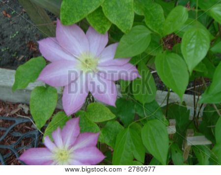 Flor de Primavera