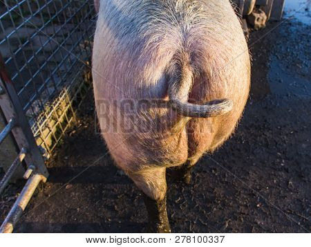 Animal. A Backside Of A Big Swine, A Stiff Bristle. View From Back, Close-up