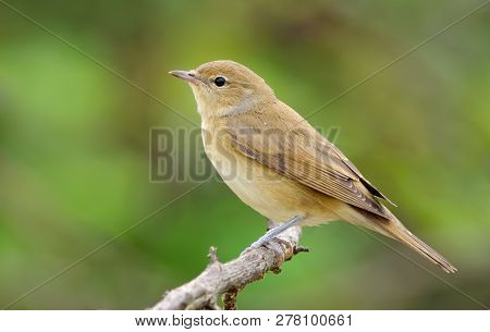Garden Warbler Posing On Branch In Light Plumage