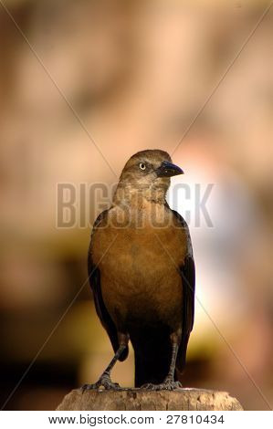 Grackel ทั่วไป บางครั้งก็เรียกว่า Blackbird หรือนกกิ้งโครงบนมุงหลังคา