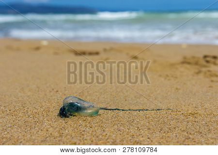 Blue Bottle Jelly Fish Stranded On Tasmaian Clifton Beach, Australia