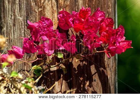 Pink Leaves Of Bougainvillea. Pink Leaves In The Background Of Old Wood. Pink Plant Of Greece.
