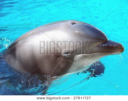 Férfi atlanti Bottlenosed delfin