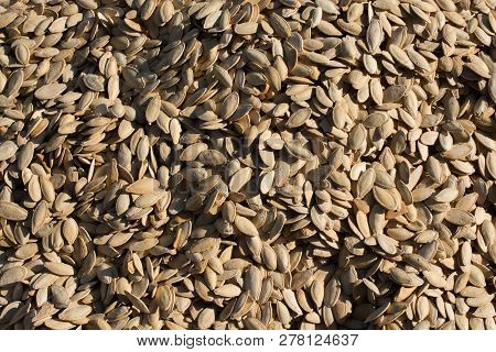 A Lot Of Seeds Large Pumpkin Seeds