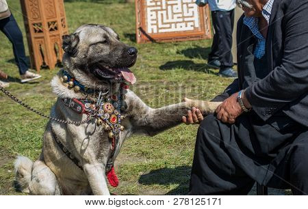 Turkish Breed Shepherd Dog Kangal As Livestock Guarding Dog