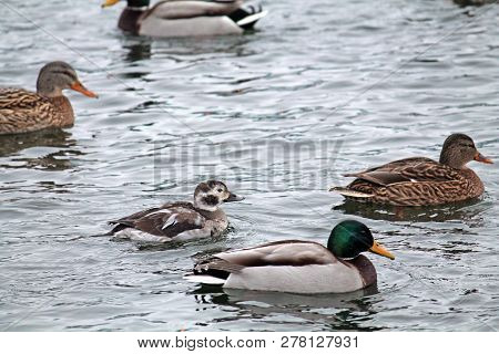 Juvenile Male Long-tailed Duck Or Clangula Hyemalis In Winter Plumage With Mallards (anas Platyrhync