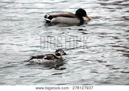 Juvenile Male Long-tailed Duck Or Clangula Hyemalis In Winter Plumage With Mallard (anas Platyrhynch