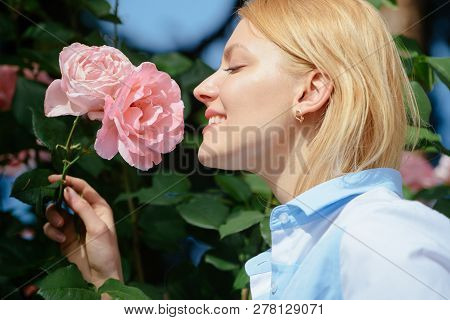 I Love Roses. Young Woman At Flowering Rose Shrub. Pretty Woman Smell Rose Flowers In Summer Garden.