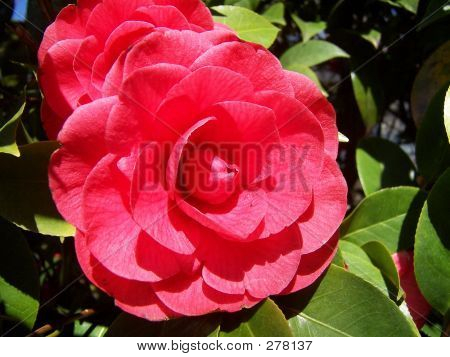 Camelia