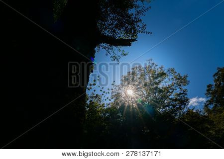Beech Tree Silhouette And Lens Flare Against Dark Blue Sky In Forest Scene On Maruia Saddle Road Out