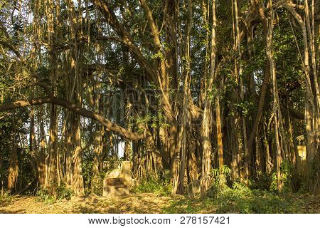 Gray Yellow Thick Stems Of Banyan With Green Leaves