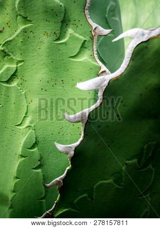 Succulent Plant Close-up, Fresh Leaves Detail Of Agave Titanota Gentry