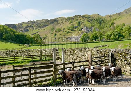 Fields And Farmland Near Tilberthwaite, Coniston, In The English Lake District