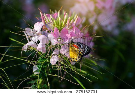 Butterfly On The Cleome Flower Spinosa Jacq Royal Park Ratchaphruek Chiang Mai Thailand