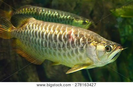 Albino Arowana Fish / Fish Silver Arowana Swimming In Tank Underwater Aquarium - Scleropages Aureus 