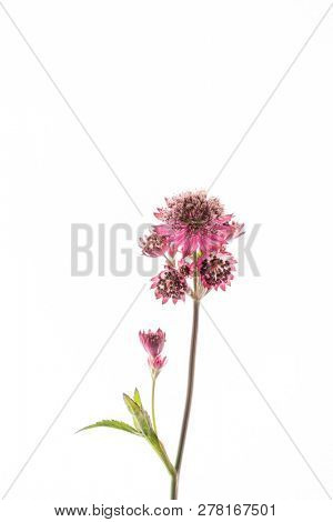 Great masterwort flowers (Astrantia major) isolated on the white background