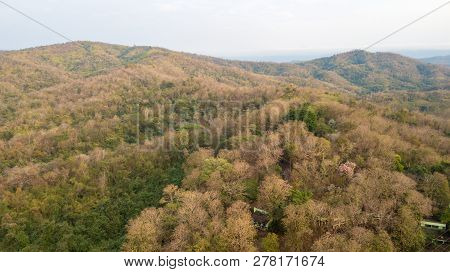 Deciduous Forest On Mountain Near Sirikit Dam At Uttaradit Province,thailand,
