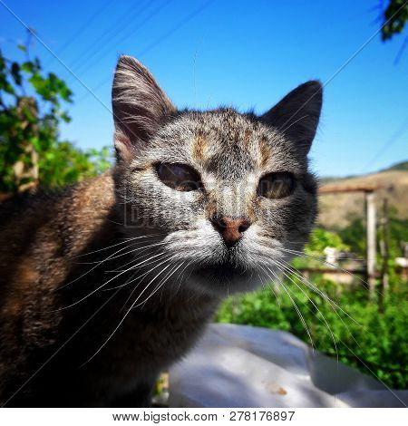 Adult Domestic Cat With Mom In Crimea
