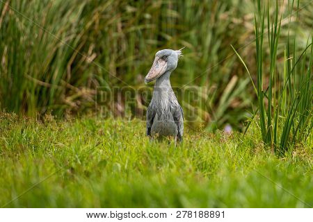 The Shoebill , Balaeniceps Rex, Also Known As Whalehead, Is A Very Large Stork-like Bird. It Derives