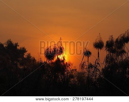 Sunrise Sun Up The Sun Is Going Up Behind The Bush Black Treee Background