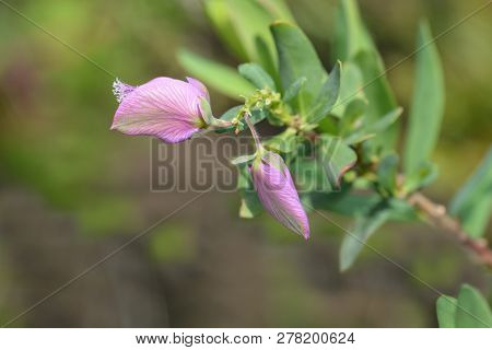 Myrtle-leaf Milkwort Flower Buds - Latin Name - Polygala Myrtifolia
