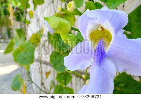 Male And Female Reproductive Organ Of Purple Thunbergia Laurifolia Flower Petals And Its Leaves Behi