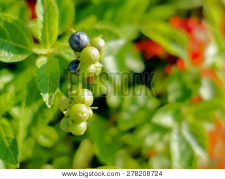 Green Aggregate Fruit With Green Leaves Behind