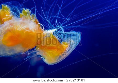 Fried egg jellyfish, Phacellophora, Camtschatica, against deep blue water background. 