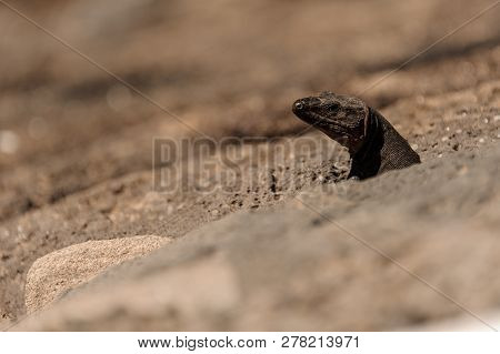 Cute Wild Lizard Looking Out Of A Ground Hole In Stone