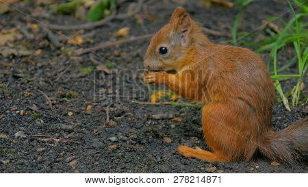 Cute Red Squirrel Sitting On The Ground And Eating Nut In The Park
