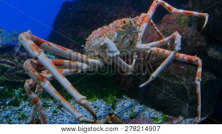 Giant Japanese Spider Crab In Aquarium. Macrocheira Kaempferi