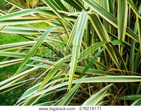 Chlorophytum Comosum, Popularly Known As Ribbon, Malamadre, Spider Or Love Bow