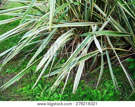 Chlorophytum Comosum, Popularly Known As Ribbon, Malamadre, Spider Or Love Bow