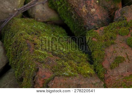 Green Moss Background Beautiful In Nature.closeup Of Moss On Brick Wall