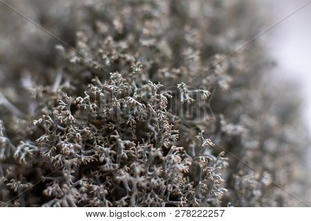 Macro Shot. Interior Design With Moss.selective Focus. Lichen Stabilized Dried For Landscape Design 
