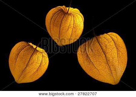 Physalis lyhdyt