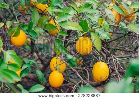 Branches Of Lemon Tree, Green Leaves Background
