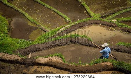 The Man Works In Rice Field In Bali