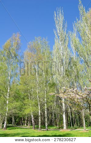 Grove Birch Trees  With New Spring Growth Lime Green Leaves Contrasting With White Tree Trunks In Ve