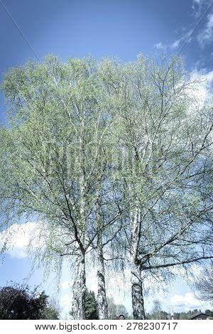 Old Fashioned Image Style, Retro Colors Looking Up Through Group Of Three Silver Birch Trees With Sp