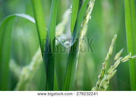 Close Up Of Nature Fresh Green Grass With Dews Drop