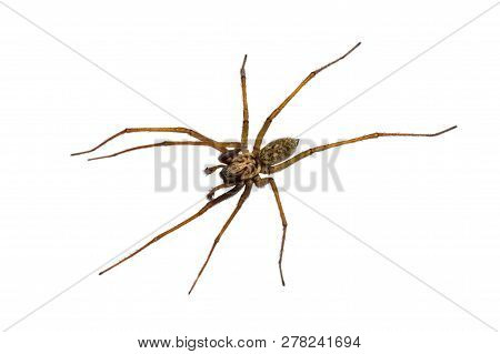 Giant House Spider (eratigena Atrica) Top Down View Of Arachnid With Long Hairy Legs Isolated On Whi