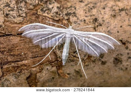 White Plume Moth (pterophorus Pentadactyla) Butterfly. Insect Resting On Wood.