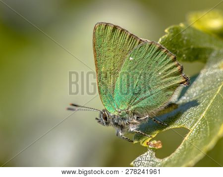Green Hairstreak (callophrys Rubi) Butterfly Resting On Green Leaf With Green Background